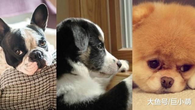 狗狗需要运动的六个标志，及早察觉还有助于防止狗狗拆家