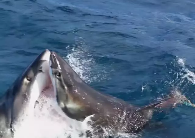 2只大白鲨激战，4米鲨鱼被拦腰咬掉一大块肉，鲨鱼天性会吃同伴