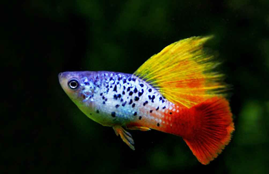 养观赏鱼为啥比猫狗难那么多？养鱼其实是在养一种看不见的东西