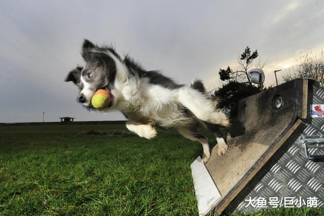 想要狗狗更爱你？试着和它一起做以下5件事，狗狗化身“小棉袄”