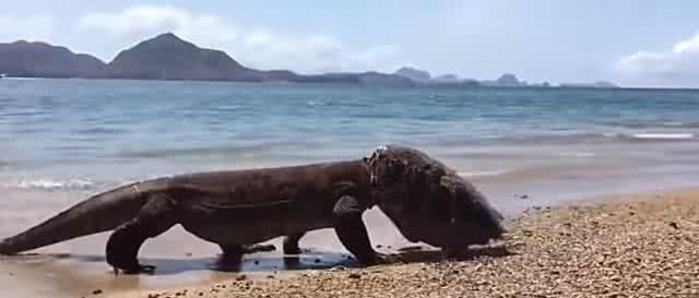 奇怪生物戴着“头盔”从海滩现身，摇摇头后才露出真容