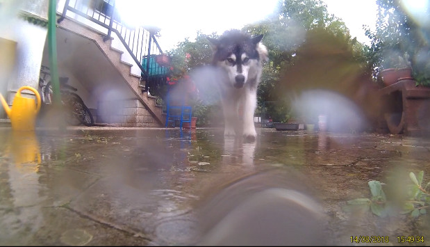 二哈叼走相机藏窝里啃坏，主人看过相机拍下的内容后却忍不住狂笑