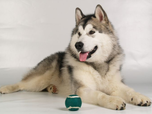 狗狗出现这4种行为，可能是在跟你告别，宠主别让自己留遗憾