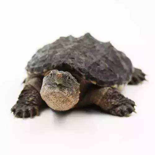 这些东西跑到外面去居然会引起生态危机！