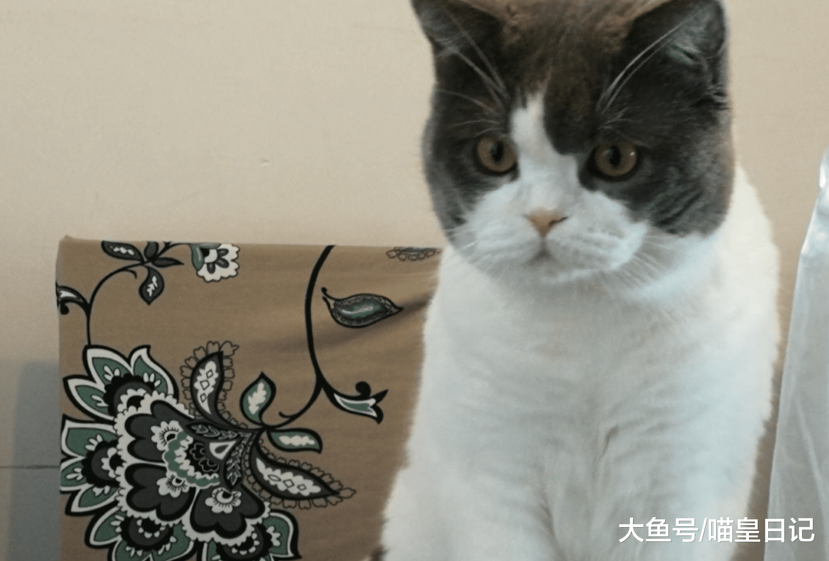 喵星人敏感又聪明，知道什么时候该假装乖巧，什么时候可以放肆！