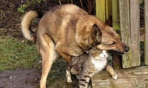 动物世界带给我们惊奇远不止这些，交配的季节有点乱