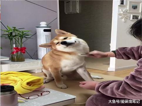 当初反对网友养柴犬的老妈, 现在每天给狗狗梳毛, 逃不过真香定律