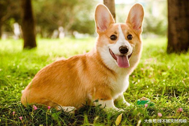 宠主注意了！如果狗狗吃得太咸，这4个问题就会“紧随其后”