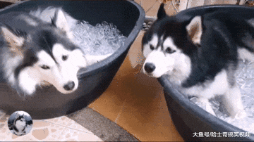 快40度的高温下，二哈是怎么度过的？网友想了个好方法