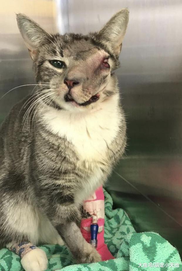 浪猫因肿瘤几乎面目全非，直到这群好心人伸出援手后的改变超感人