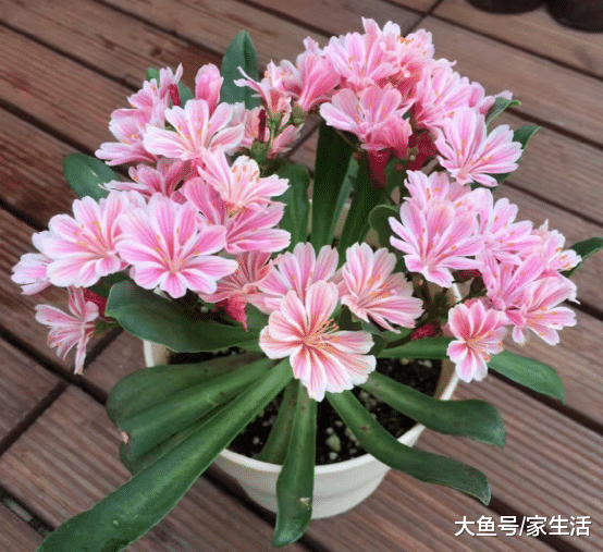 这种花花期长达200天，几乎不用怎么打理，轻松就能种满盆