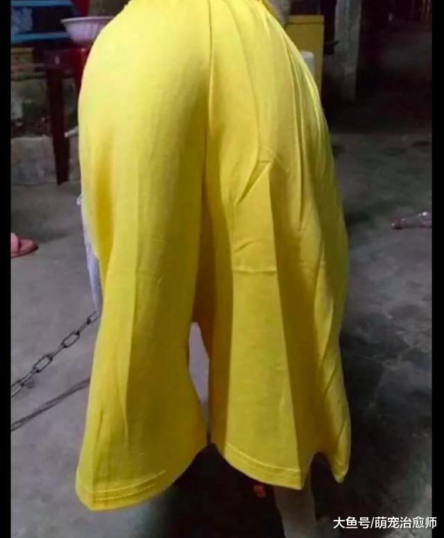 網友買衣服給哈士奇穿上，看起來還挺性感的！二哈：你別有想法！