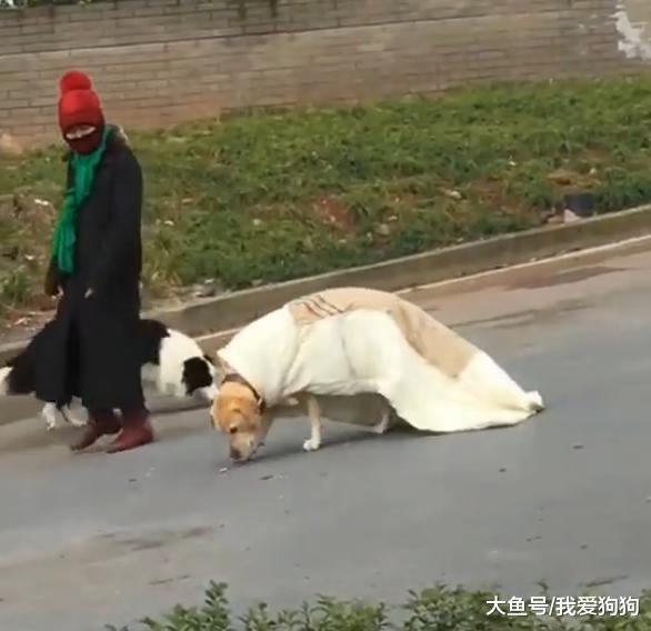 冬天到了, 狗子们的智商在线了, 不过铲屎官的智商可能被冻住了