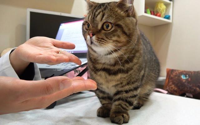 宠物治疗价格高，看病不如重新买一只，其中铲屎官经历了什么？