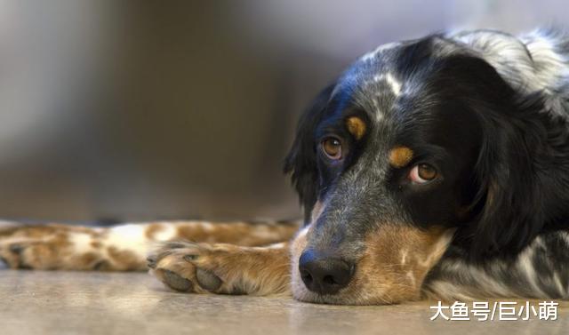 狗狗只有一个肾，和人不一样，患肾病有可能救不回