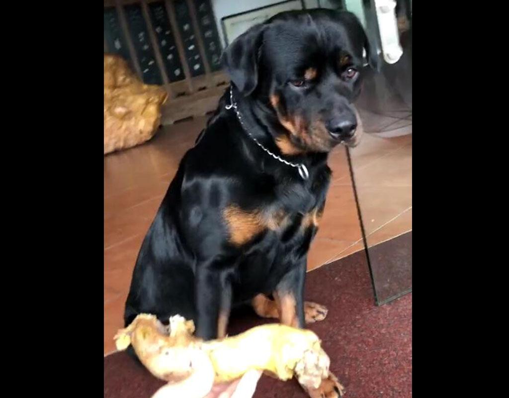 狗狗走丟，主人發布重金尋狗反被訛，贖金高達7000元