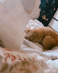 这是一个关于绿帽子的故事