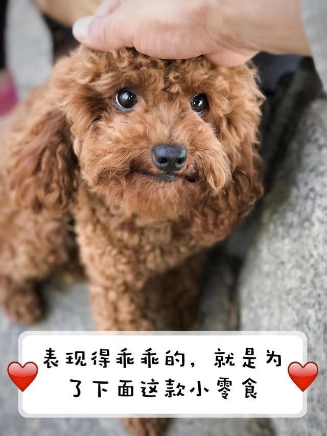 资深铲屎官的忠告: 不要对狗狗做这5件事, 会招狗狗讨厌!