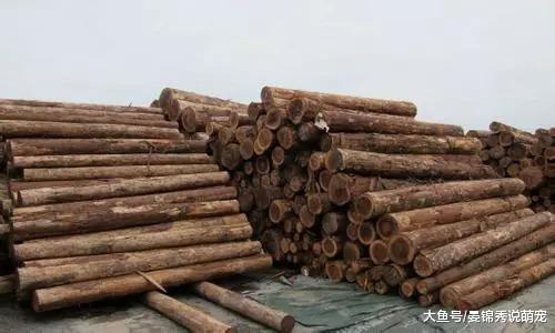 日本不但不砍树还从中国进口筷子? 我们原来被骗了这么多年