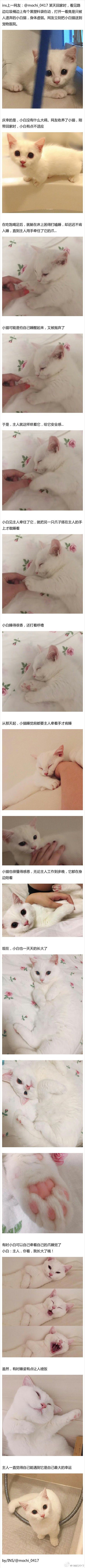 男女猫，原来可以这样区分的