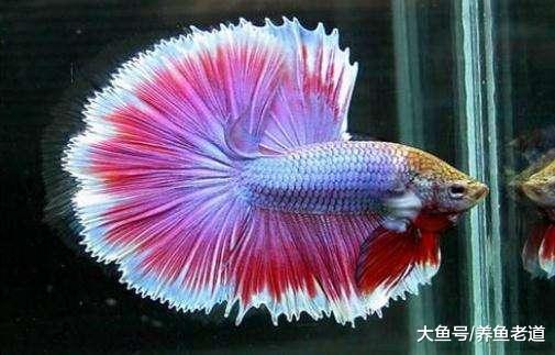 会养鱼的一定会养水，但是只会养水的，可不一定能够养好观赏鱼