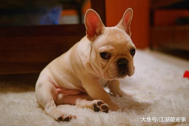 养法斗前了解这5点，让你的烦恼少很多