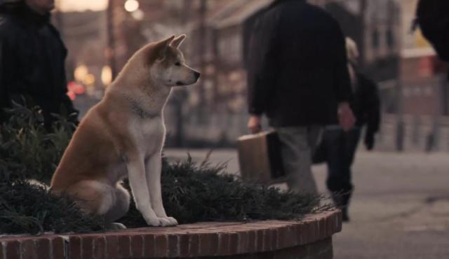 真实版“忠犬八公”：我用尽全身力气，只为再见你一面…