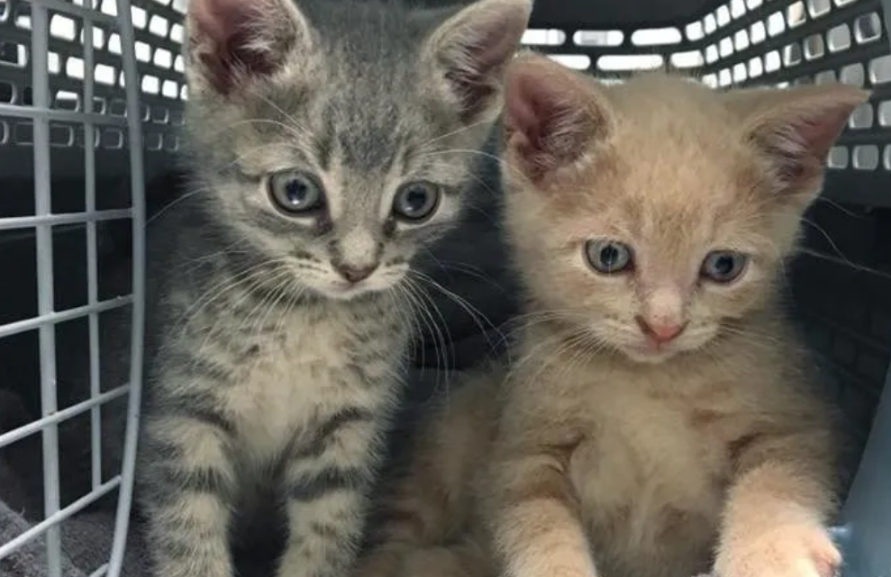 流浪街头的猫咪兄弟，获救之后，紧紧抱住对方不愿分离