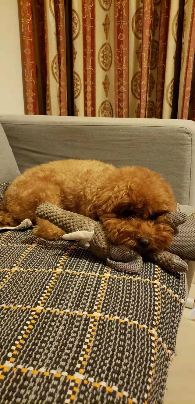 北京市朝阳区国美第一城二期寻找泰迪犬狗剩