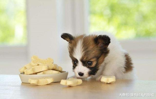 逼疯家长的狗狗来了，哪儿都能卡住！网友：你咋不上天？