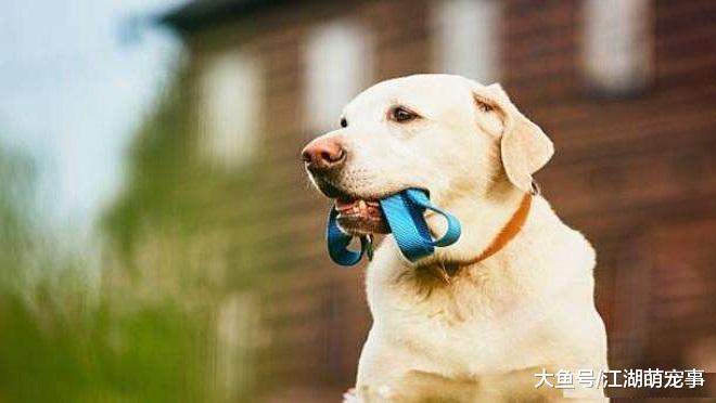 遛狗不牵绳让人讨厌，下面4种养狗方式也让人讨厌