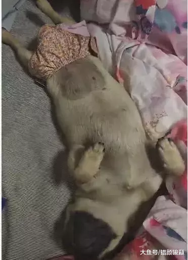 狗狗生理期还要跟主人一起睡，回头一看，网友：这条裤子辣眼睛