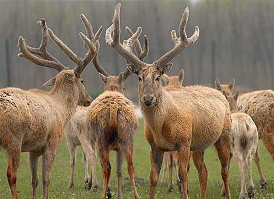 四不像是什么动物，是梅花鹿和马鹿的亲戚麋鹿