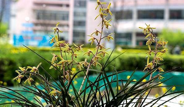 兰花很“矫情”？想养好兰花，选对“肥料”，就成功了一半！