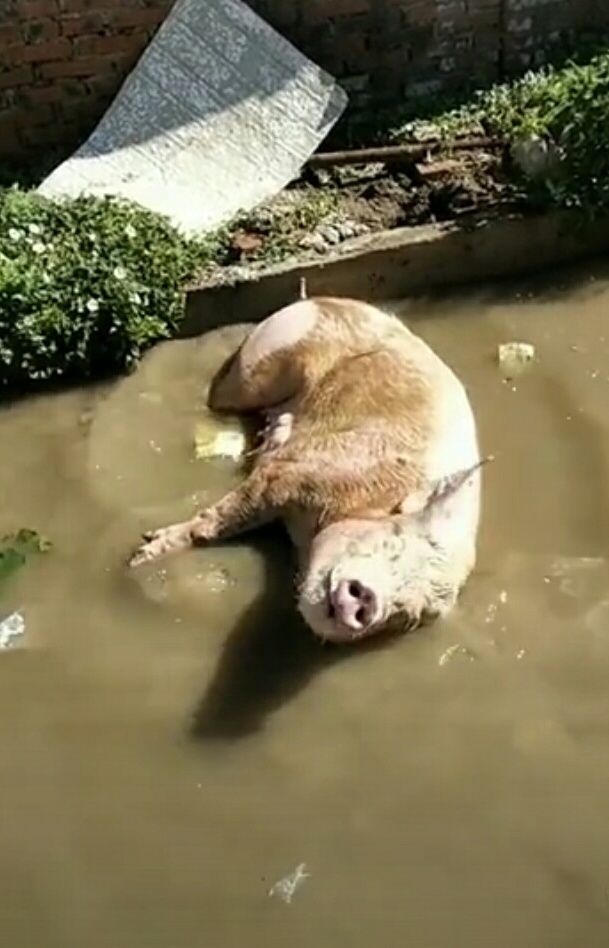 男子在小巷发现一头死了的猪，仔细观察后，拍手称快