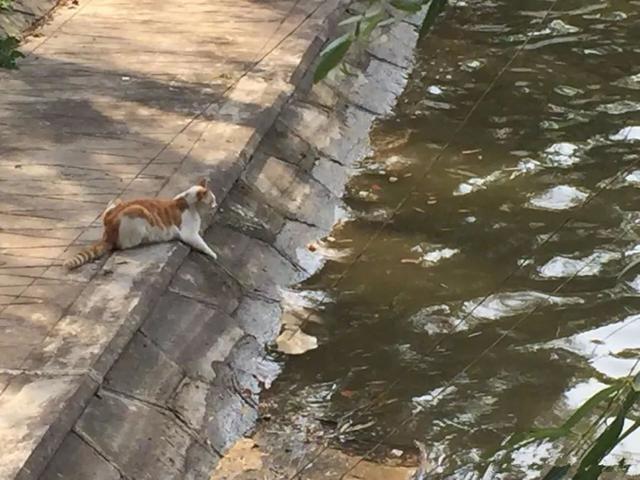 貓咪結伴河邊捕魚求食，貍花貓收獲大魚后，見橘貓可憐便主動分享