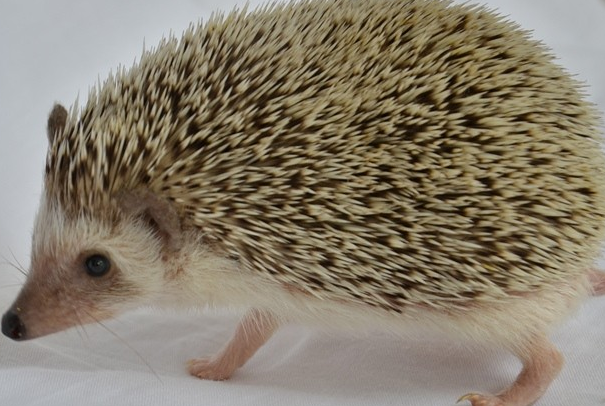 很多人都说刺猬都长得一样，其实不然，就像迷你刺猬和普通刺猬区别就很大