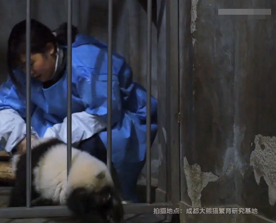 奶妈用蜂蜜吸引滚滚，下一秒将熊猫宝宝“偷走”，这当妈的心真大