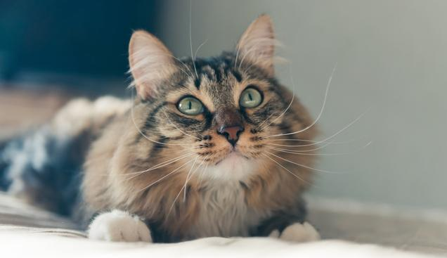 铲屎官梦想中的猫咪应有圆滚滚的大脸，但自家猫主子为何总吃不圆