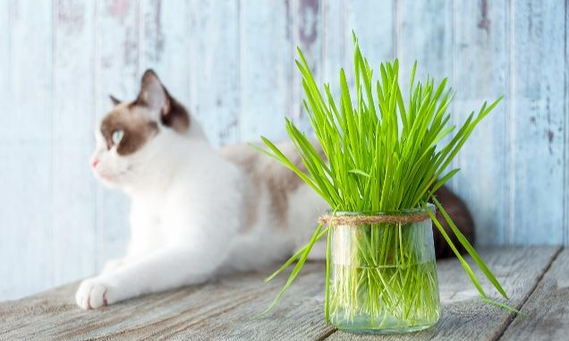 一文分清猫草、猫薄荷、木天蓼之间的区别，他们都对猫咪有益吗？