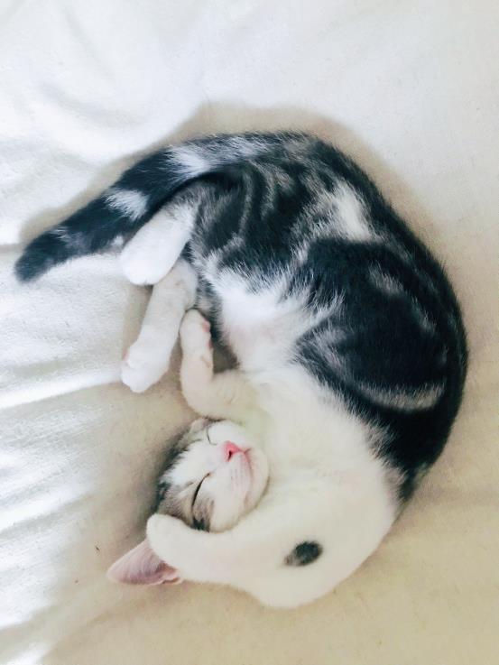 猫咪掉毛，一场持续终身的战争！照我说的做，你不会成为输家