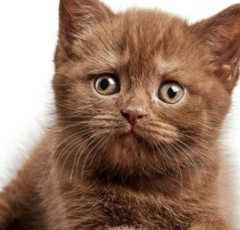 猫咪毛发干燥，这些东西你值得借鉴！