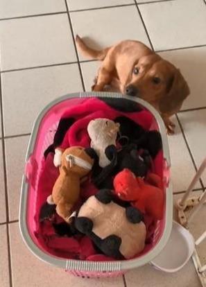 狗狗急得直跺脚，围着篮子转，主人不要把我的朋友们丢掉！