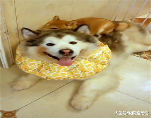 柴犬把阿拉当作“靠山”，每次犯错都往它身上躲，谁还不是个宝宝