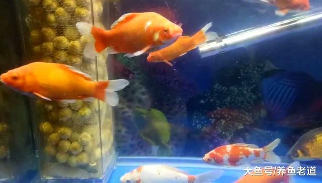 新入缸的观赏鱼，导致水质混浊的原因在哪里？