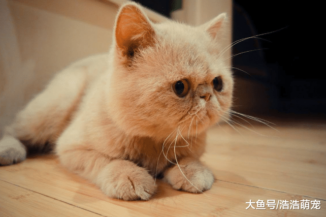 貓咪為什么喜歡咬你的手？意思有5個，也是喜歡你的表現