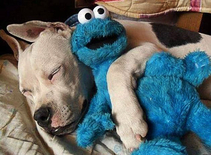 国外一卡车司机自费拯救灾难中的宠物，至今已挽救数百条生命