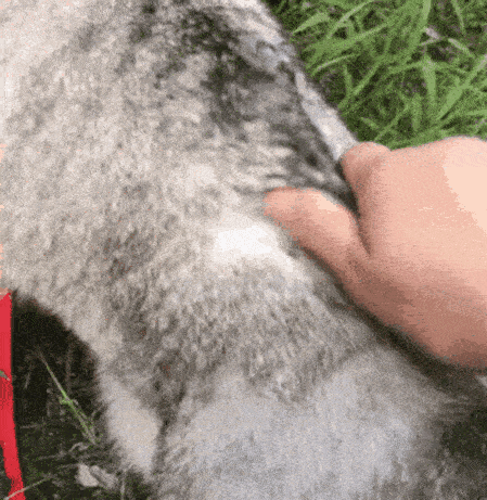 猫是一种植物呀，一到春天就会变成“蒲公英”