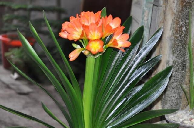 能“镇宅”的3种花，养客厅最合适，有“旺财运”的寓意，也好养