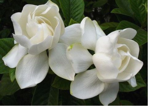 这些剪掉的枝条扔掉吗？当然不是，这些枝条可以用来扦插